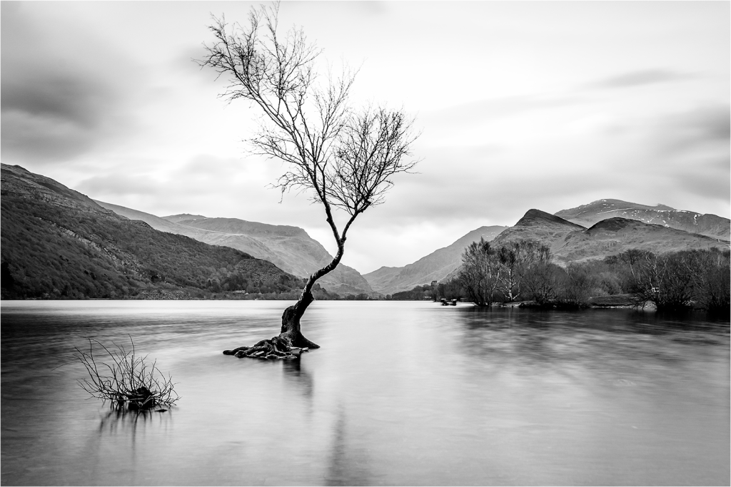 Lone Tree